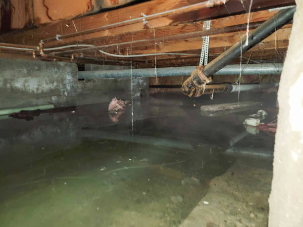 Best Commercial water damage restoration  in Wagener, SC
